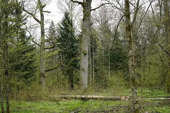 garwolin - ZginĹˇĹ‚ podczas Âścinania drzewa
